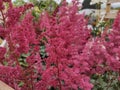 Astilbe x arendsii 'Fanal' Royalty Free Stock Photo