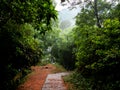 Astonishing forest with rocky trail and hill with sun