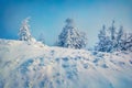 Astonishing morning view of mountain forest. Attractive outdoor scene with fir trees covered of fresh snow. Captivating winter lan