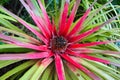 Astonishing red and green plant