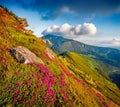 Astonishing summer view of fields of blooming rhododendron flowers.