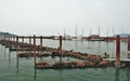 Astoria, Oregon - 9/17/17- fishing boats docked at harbor with sea lions resting on the docks Royalty Free Stock Photo