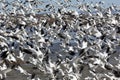 Astounding flock of snow geese rises upward Royalty Free Stock Photo