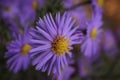 Bright colorful asters in the autumn garden. Royalty Free Stock Photo