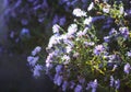 Astra Virgin or New Belgian plant with purple flowers blooming in autumn garden Royalty Free Stock Photo