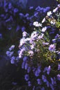 Astra Virgin or New Belgian plant with purple flowers blooming in autumn garden Royalty Free Stock Photo