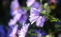 Astra Virgin or New Belgian plant with purple flowers blooming in autumn garden Royalty Free Stock Photo