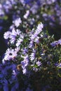 Astra Virgin or New Belgian plant with purple flowers blooming in autumn garden Royalty Free Stock Photo