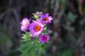 Astra Virgin or New Belgian plant with purple flowers blooming in autumn garden Royalty Free Stock Photo