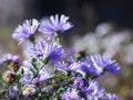 Astra Virgin or New Belgian plant with purple flowers blooming in autumn garden Royalty Free Stock Photo