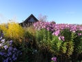 Astra Virgin or New Belgian plant with purple flowers blooming in autumn garden Royalty Free Stock Photo