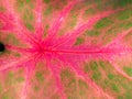 Astract Pattern of Pink Heart of Jesus Leaf Royalty Free Stock Photo