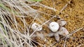 Astraeus hygrometricus hygroscopic earthstar mushroom open on a wet day