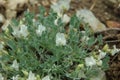 Astragalus calycosus var. calycosus Vetch