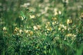 Astragalus cicer flowers field Royalty Free Stock Photo