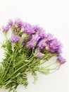 Astragalus danicus flowers