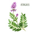 Astragalus with flowers and leaves, medical tea herb Royalty Free Stock Photo