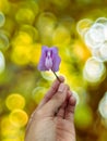 Astragalus flowers are purple Royalty Free Stock Photo