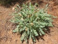 An astragalus in a forest clearing Royalty Free Stock Photo