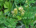 Astragalus (Astragalus glycyphyllos) grows in nature Royalty Free Stock Photo