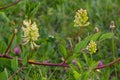 Astragalus Astragalus glycyphyllos grows in the wild Royalty Free Stock Photo