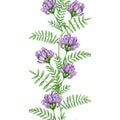 Astragalus herb seamless border. Watercolor illustration. Hand drawn medicinal plant botanical image. Astragalus Royalty Free Stock Photo