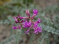 Astragalus lentiginosus