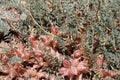 Astragalus Lentiginosus Sierrae Fruit - San Bernardino Mtns - 061323