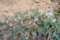 Astragalus scaberrimus Royalty Free Stock Photo
