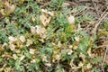 Astragalus scaberrimus Royalty Free Stock Photo