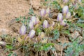 Astragalus scaberrimus Royalty Free Stock Photo