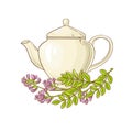 Astragalus tea in teapot Royalty Free Stock Photo