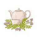 Astragalus tea in teapot Royalty Free Stock Photo