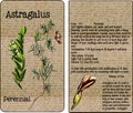 Astragalus Vintage Seed Packet