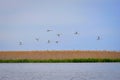 Flock of swans flying in the Volga River Delta nature reserve Royalty Free Stock Photo