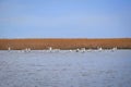 Flock of swans in the Volga River Delta nature reserve Royalty Free Stock Photo