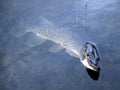 Astrakhan Russia Summer fishing Pike fresh water Royalty Free Stock Photo