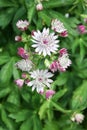 Astrantia Royalty Free Stock Photo