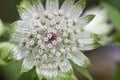 Astrantia flower Royalty Free Stock Photo