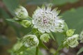 Astrantia flower Royalty Free Stock Photo