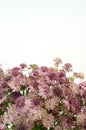 Astrantia flower on white background Royalty Free Stock Photo