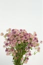 Astrantia flower on white background Royalty Free Stock Photo