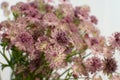 Astrantia flower on white background Royalty Free Stock Photo