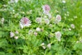 Astrantia Flowers Royalty Free Stock Photo