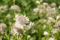 Astrantia flowers Royalty Free Stock Photo