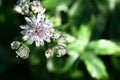 Astrantia flowers.The top view.