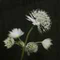 Astrantia Royalty Free Stock Photo