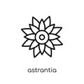 Astrantia icon. Trendy modern flat linear vector Astrantia icon