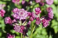 Astrantia major `Abbey Road` Royalty Free Stock Photo