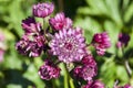 Astrantia major `Abbey Road` Royalty Free Stock Photo